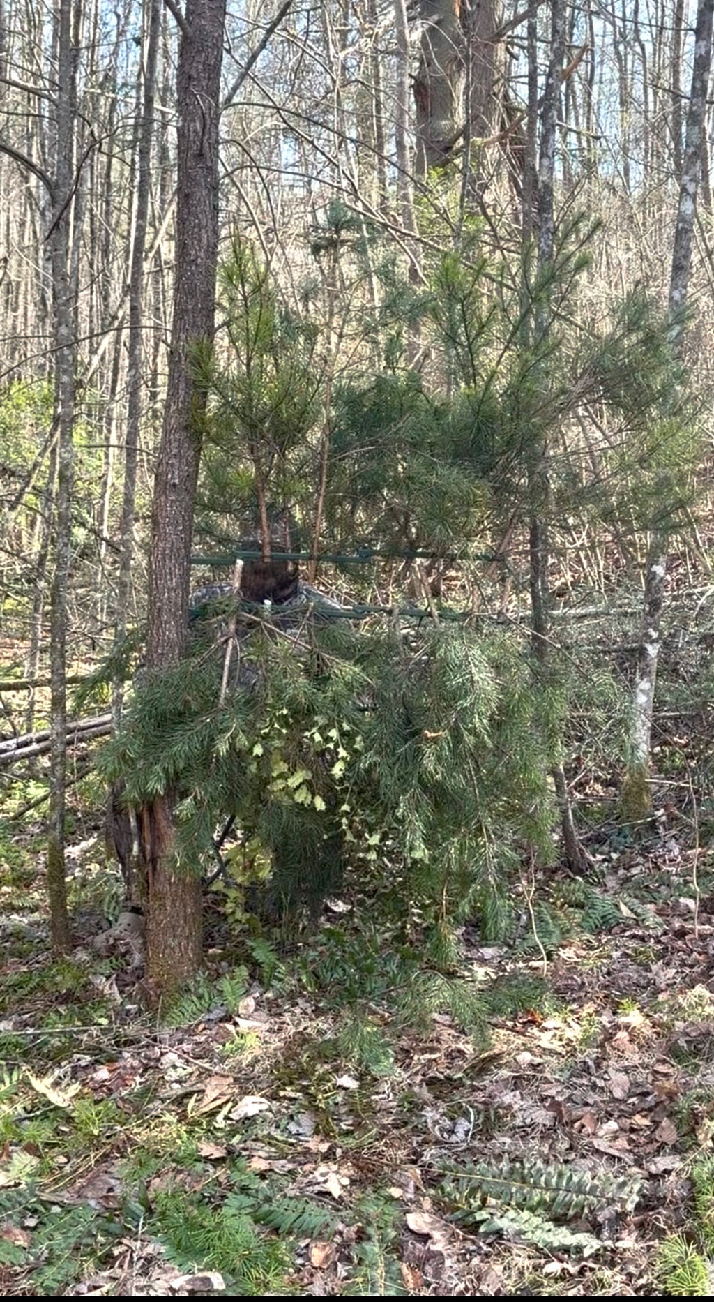 2 Tree Ninja Green Oak Branch Combos