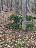 2 Tree Ninja Green Oak Branch Combos