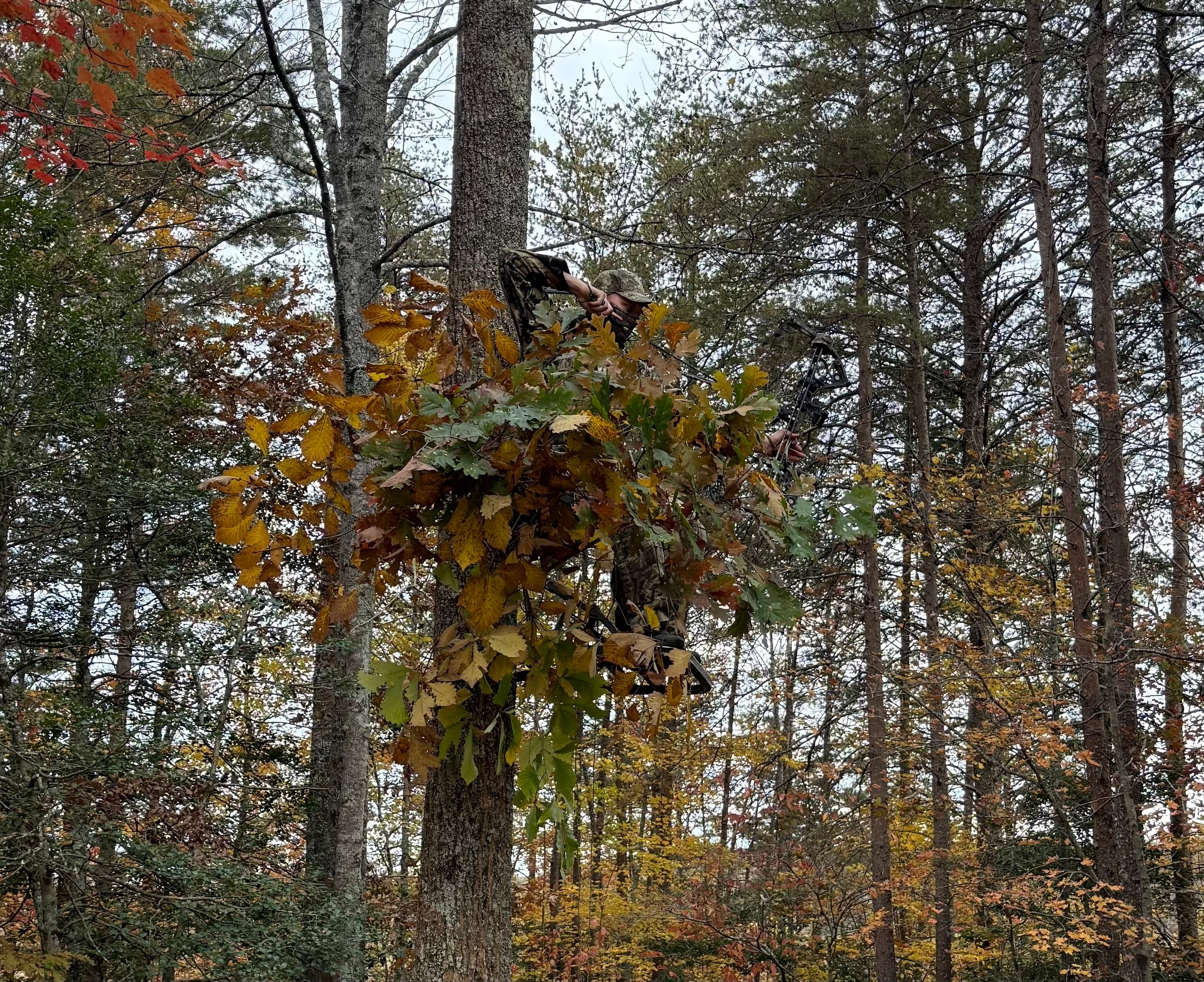 Tree Ninja