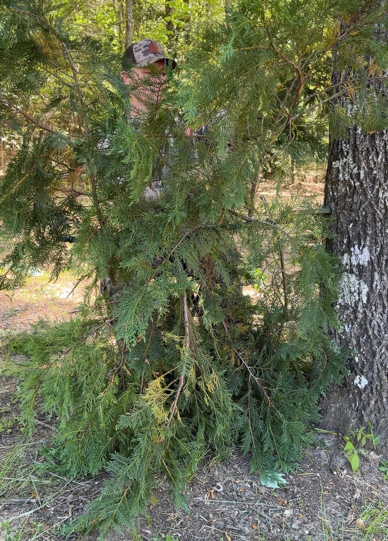 Tree Ninja Hunting Blind