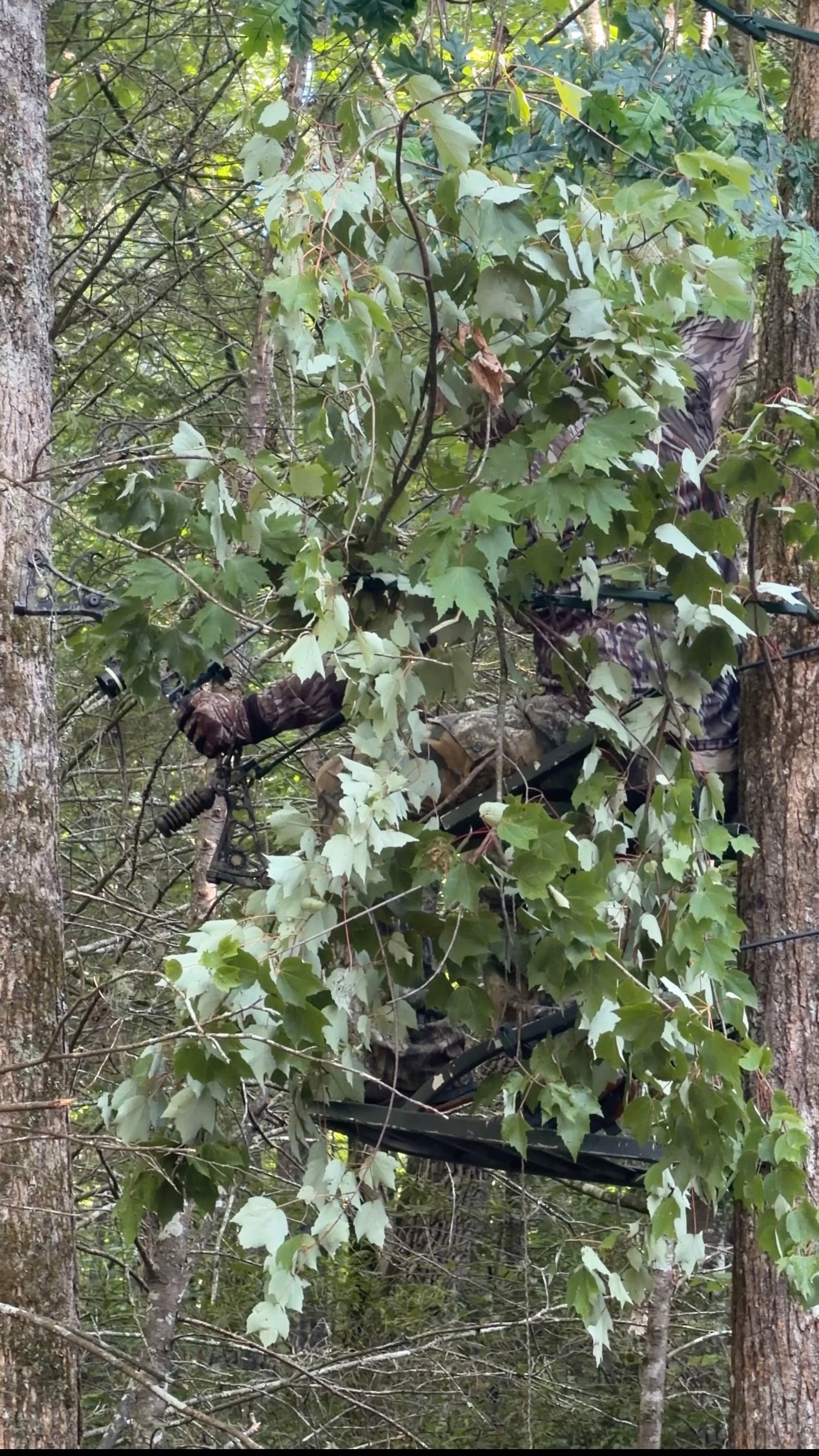 4 Pack-TREE NINJA
