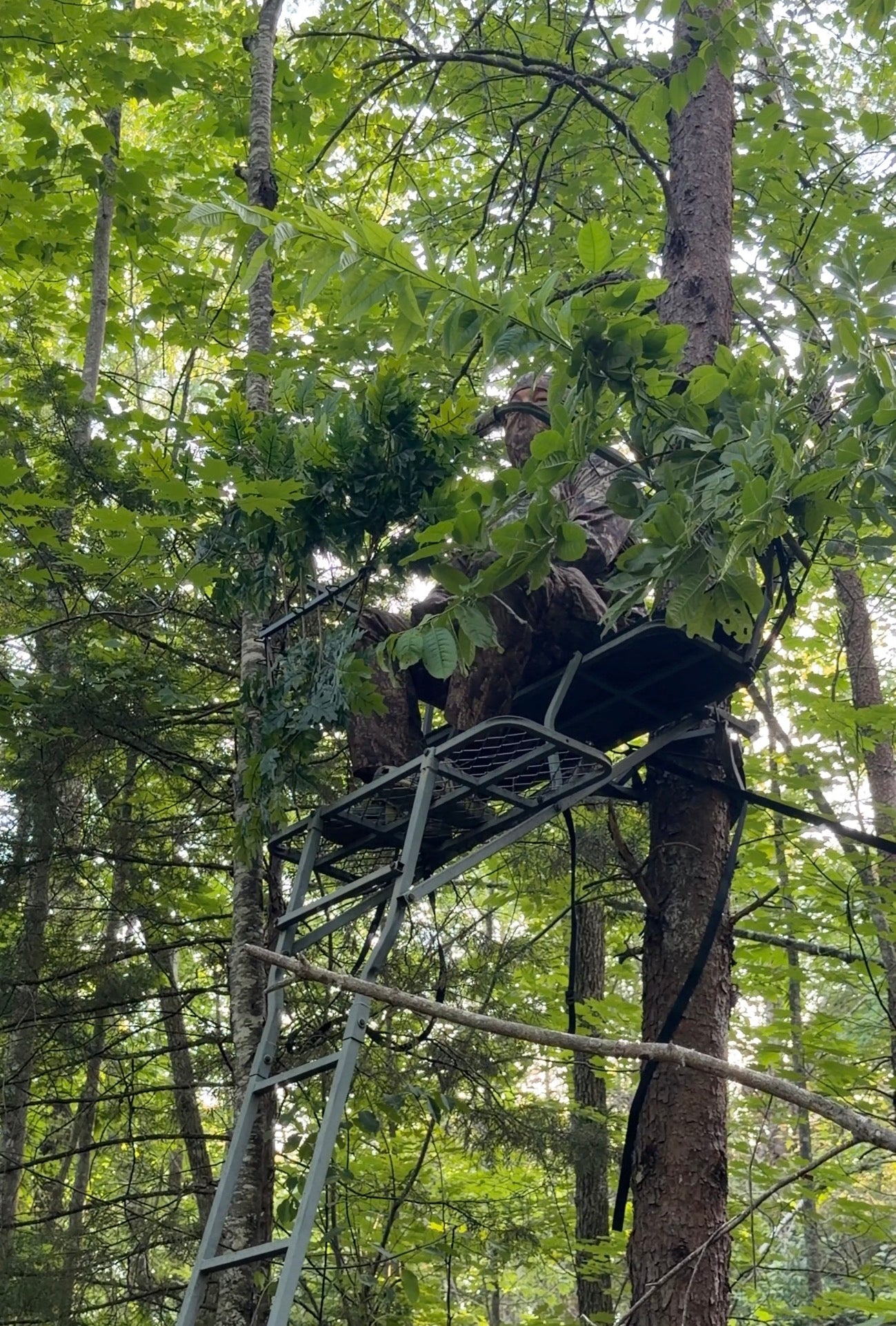 8 Pack-TREE NINJA